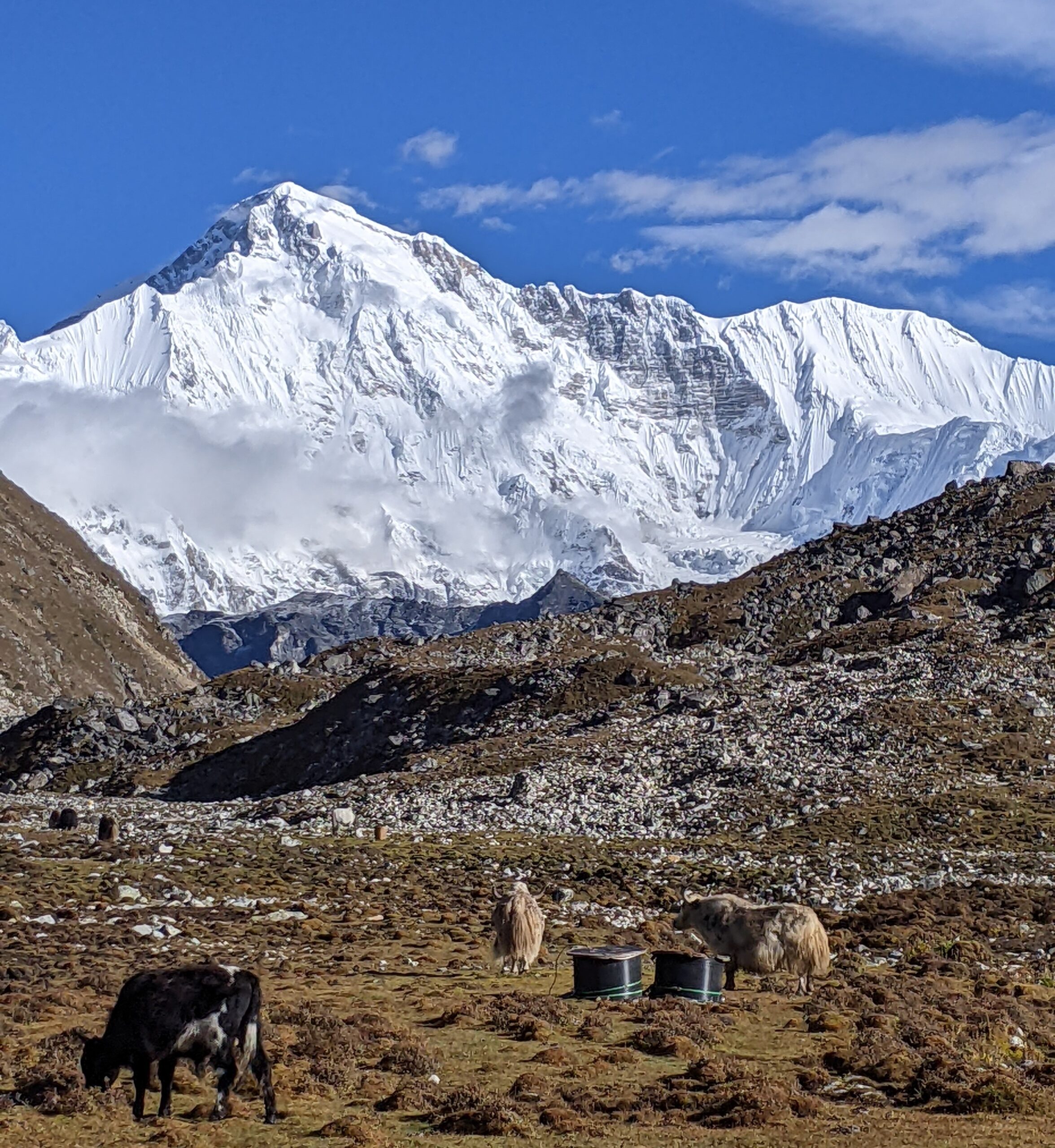 Yaks grazing at Gokyo