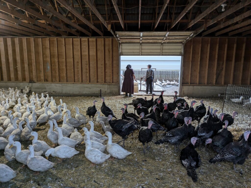 Turkey, ducks and geese in feedlot on farm