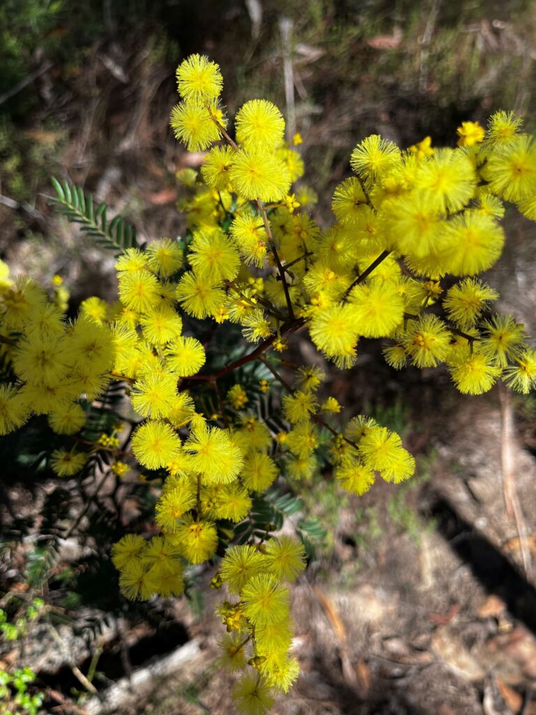 A close up of a bright yellow wattle flowering plant