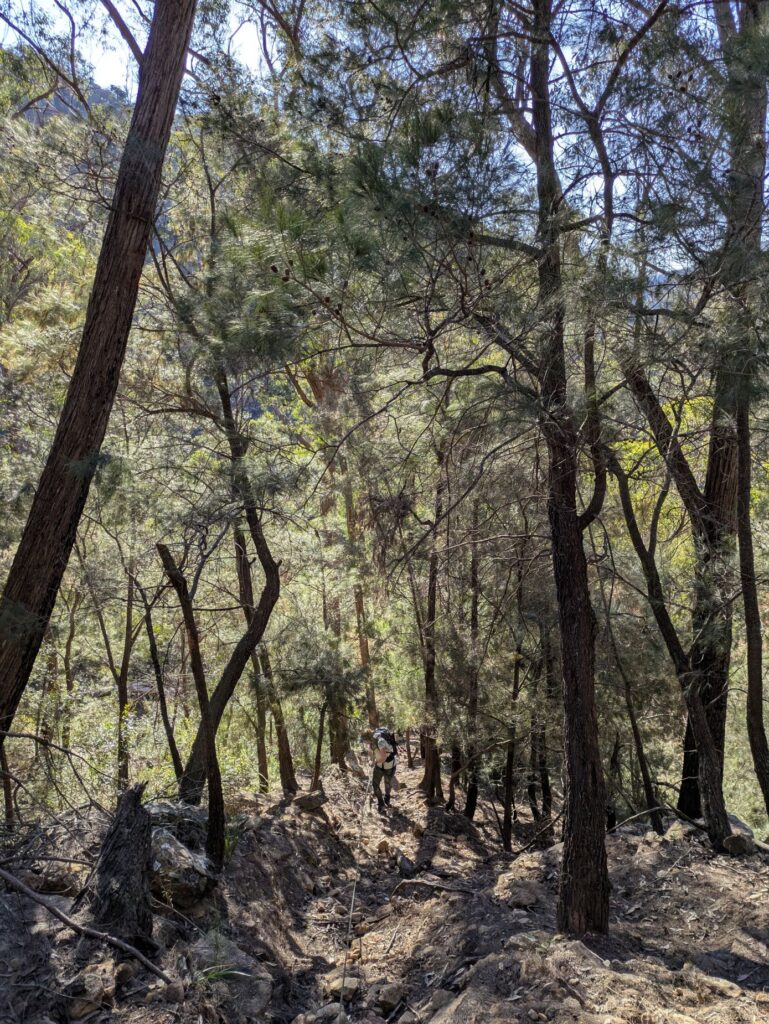 A woman abseil walking backwards down a steep incline in the bush