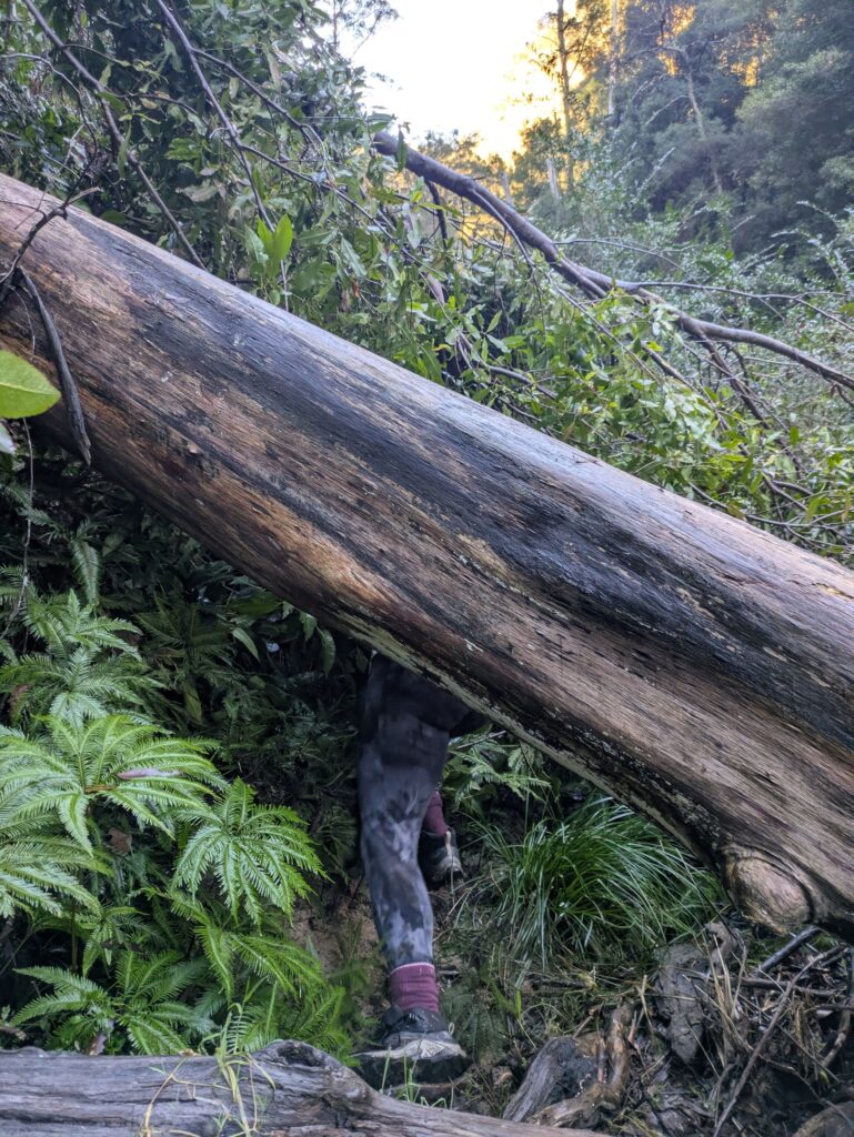 A large fallen tree with a woman's legs appearing underneath