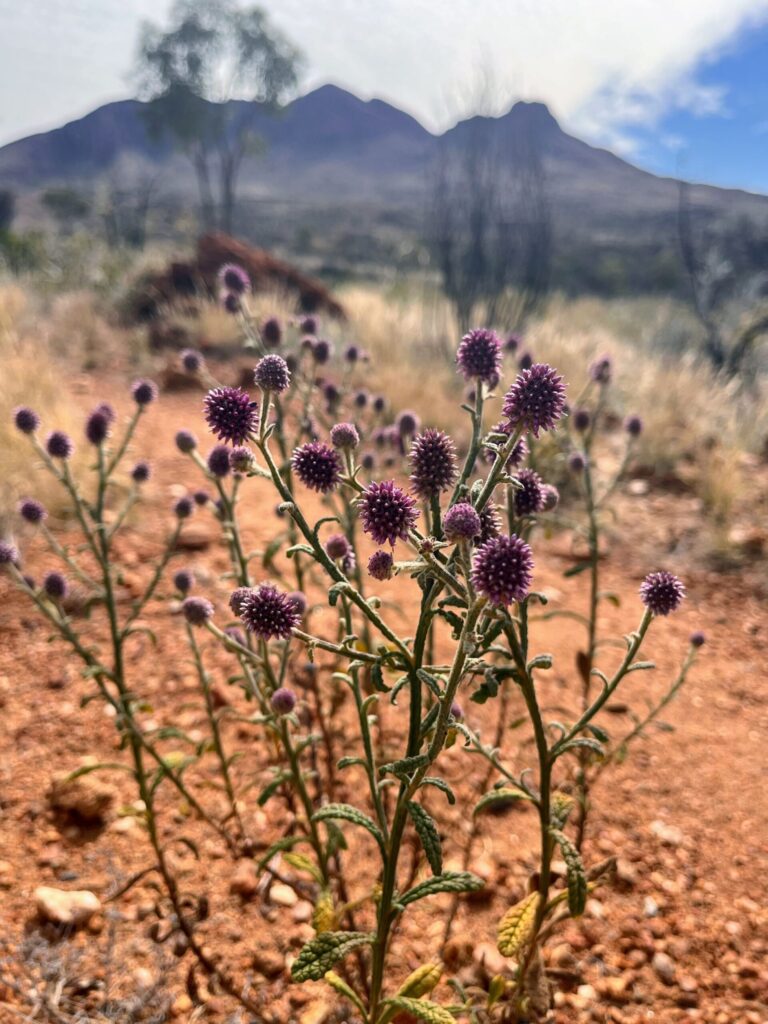 A wild purple flower close up with a dirt path and mountain in the background