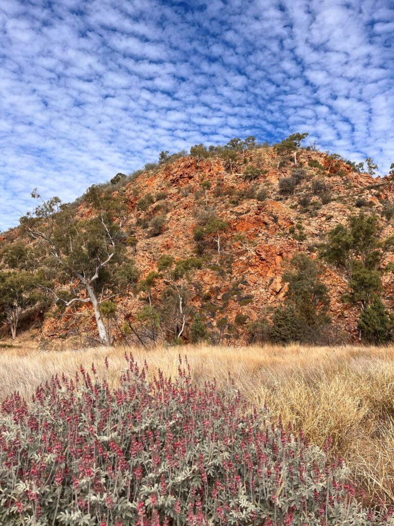 A large rocky outcrop with a flowering plant in the foreground and a blue sky with spotty clouds