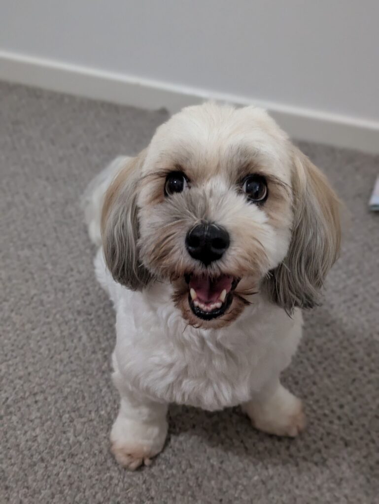 A puppy looking at the camera and smiling