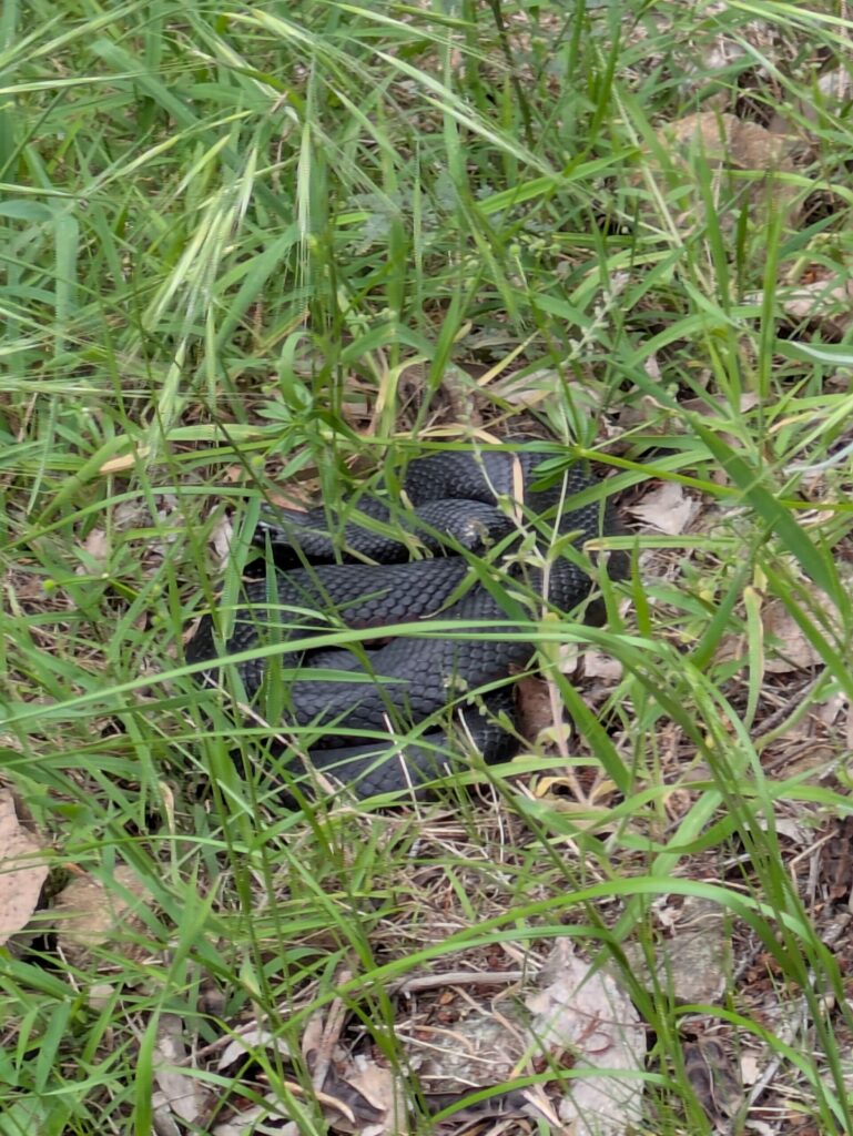 A black snake curled up in the grass