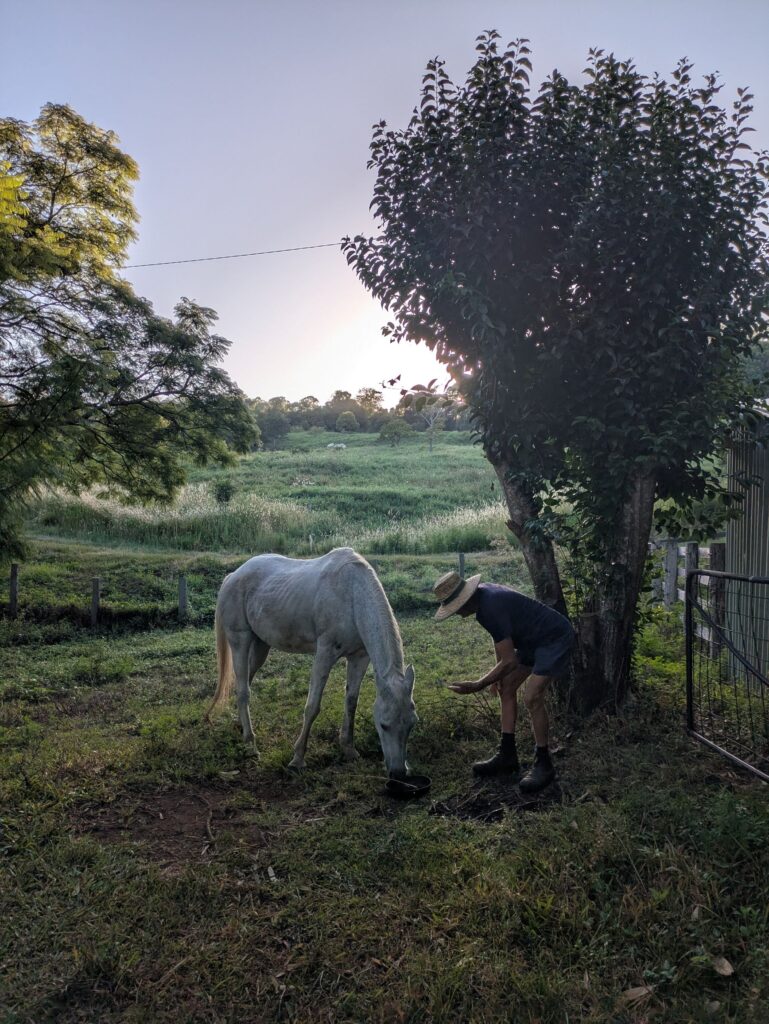 A man feeding a horse molasses in the early morning on a farm