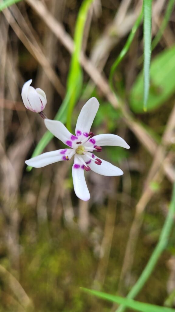 A tiny white flower with 5 petals and purple dots at its centre. In the lily family