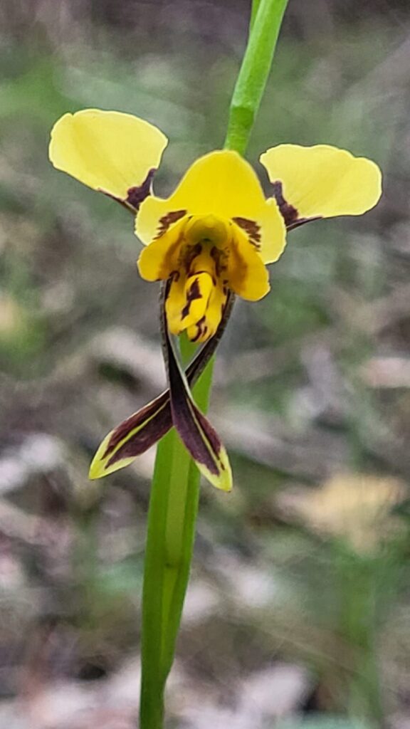 A close up of an Australian bush orchid
