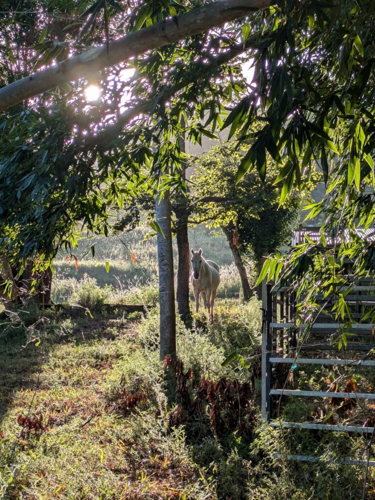 A white horse on a farm, surrounded by trees with the sun streaming from behind her