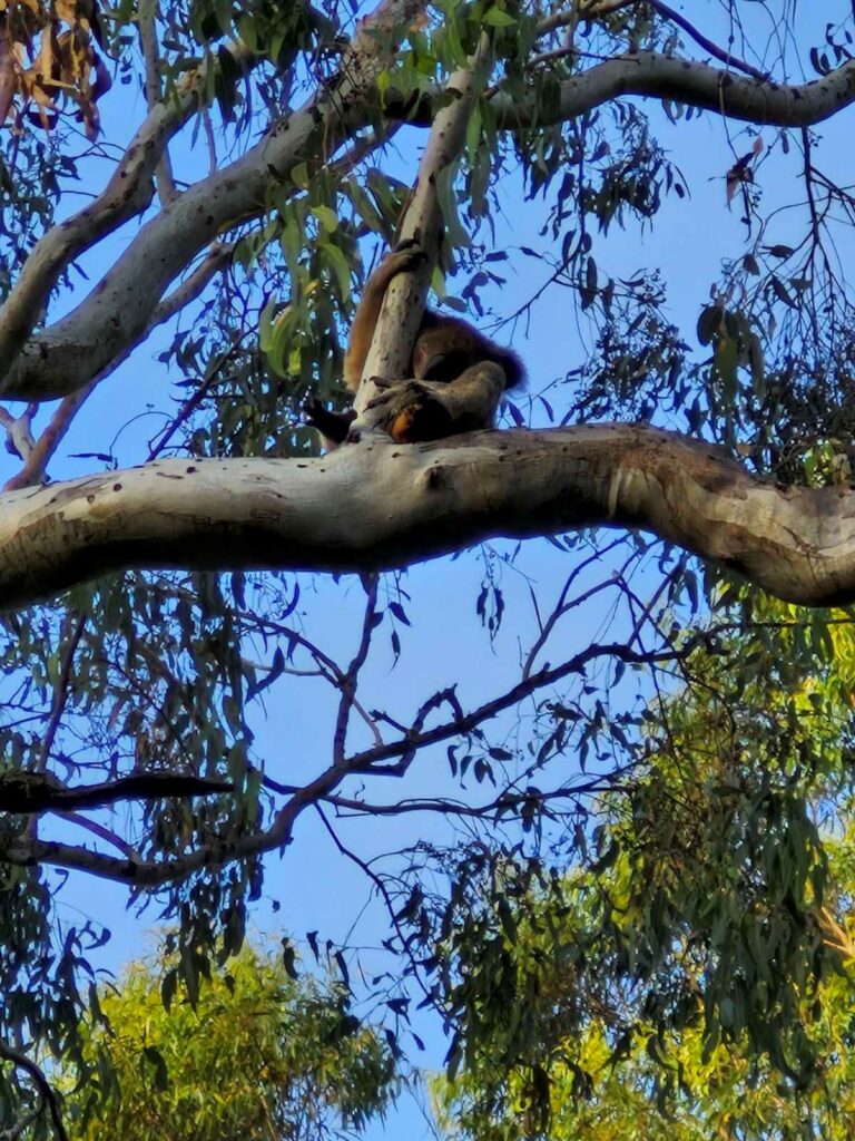 A koala sitting in a tree, sleeping