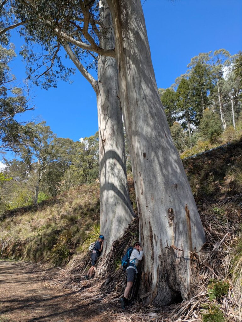 Two women leaning against tall trees listening carefully to hear if the tree is drinking