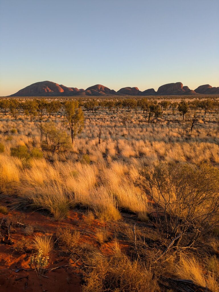 A rock formation in the distance with tall grass and small trees in the foreground, at sunrise