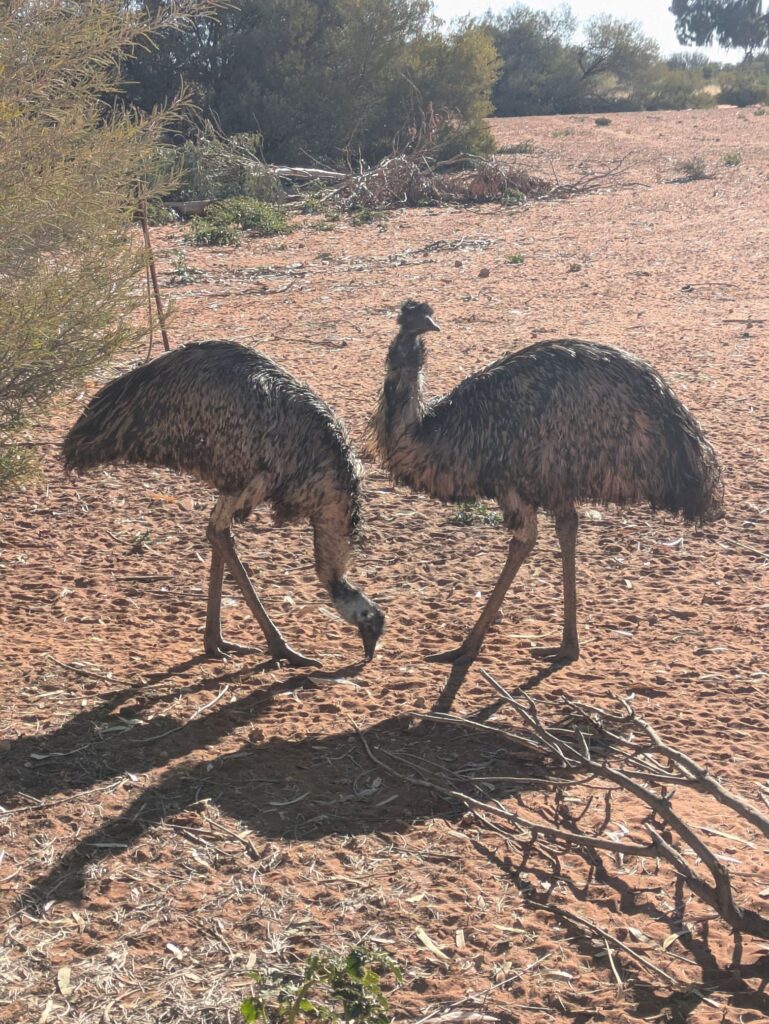 Two emus - a long legged bird native to Australia