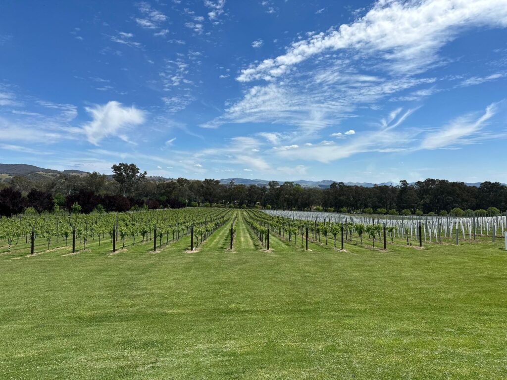 A view of rows of vines at a vineyard with mountains in the distance