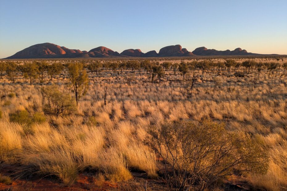A rock formation in the distance with tall grass and small trees in the foreground, at sunrise