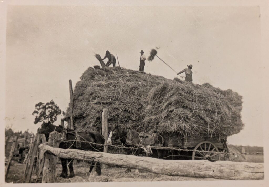 A black and white photo from 1940 of a huge load of hay on a horse drawn cart, with 3 men on the top of the hay