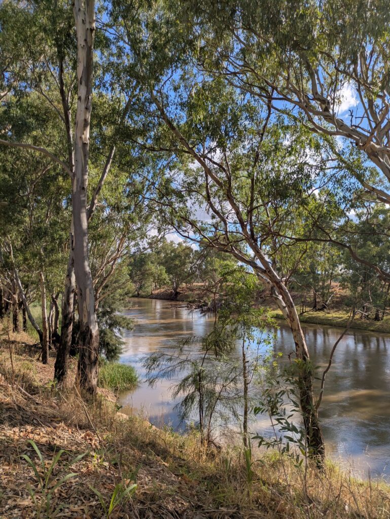 A wide brown river with tall thin gum trees and blue sky