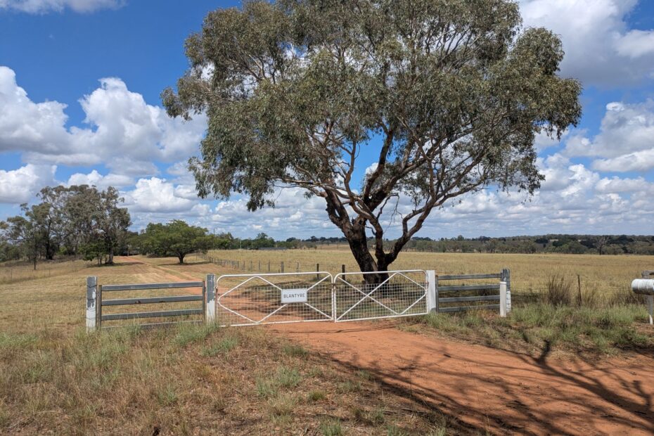 In outback Australia, a white locked gate to a farm with a long dirt driveway and a large tree at the side