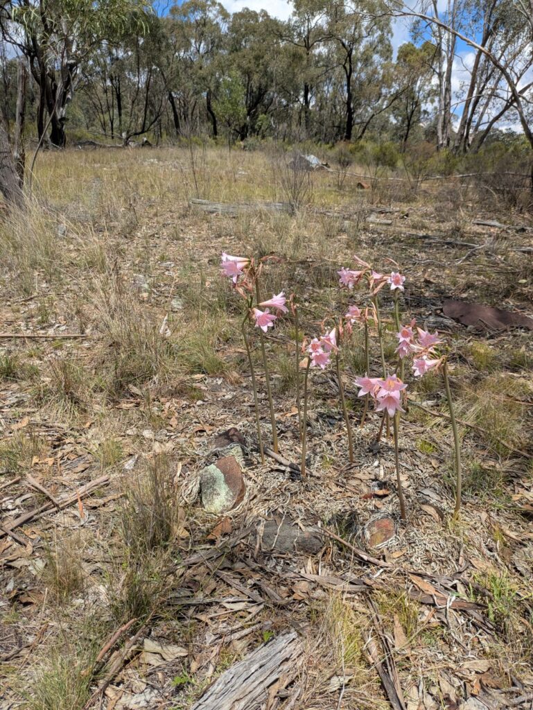 A dozen pink flowers growing in the scattered remnants of a house in outback Australia on a hot summer's day