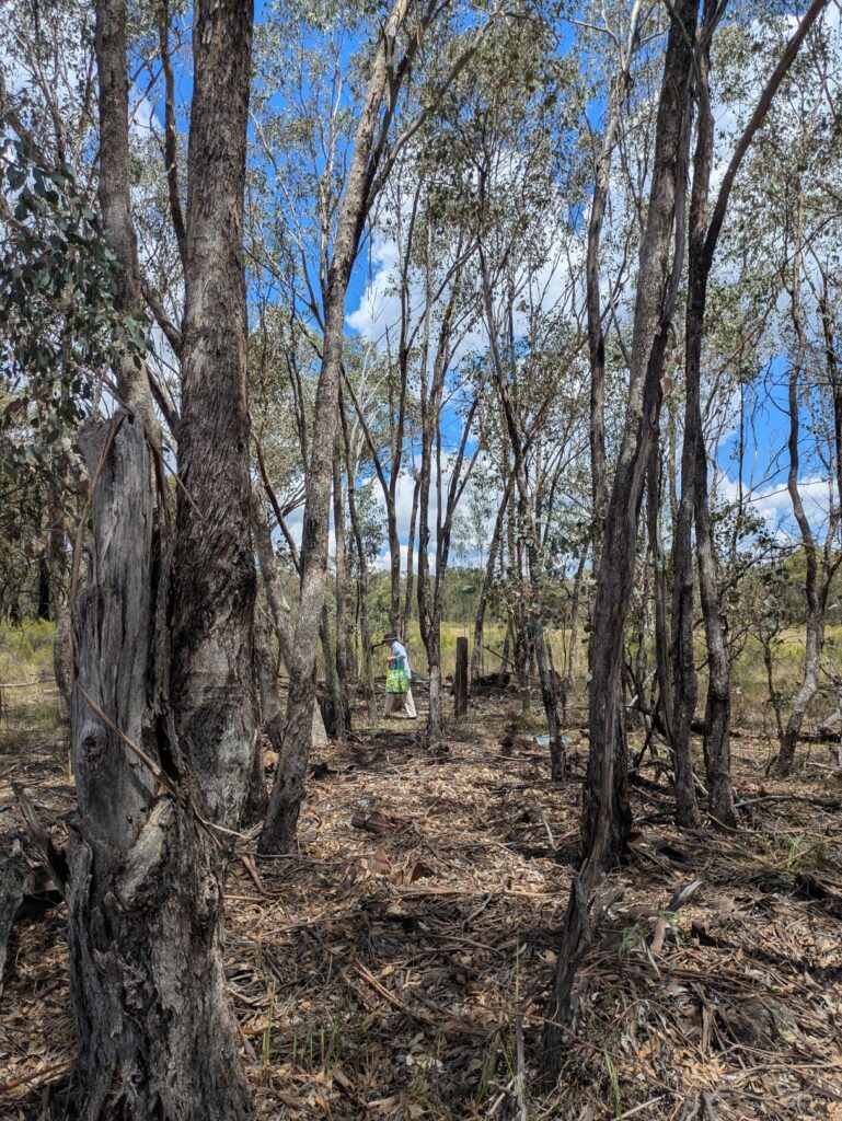 A woman wandering amongst the trees and scattered remnants of a house in outback Australia on a hot summer's day