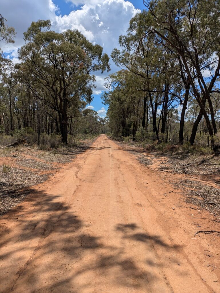 A bright hot sunny day in outback Australia with a dirt road lined by dark trunked trees and the road going into the distance