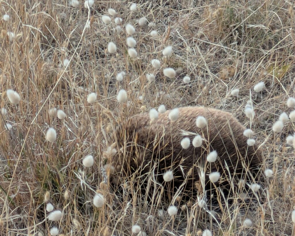An echidna hidden in long yellow flowering grass