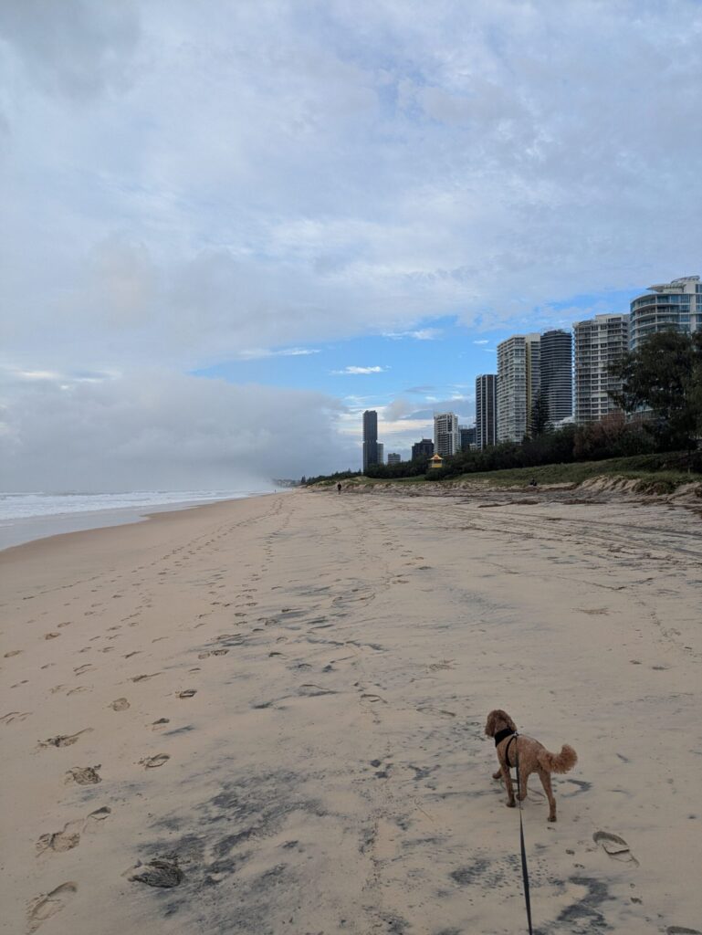 A tiny poodle being walked on a lead on a beach