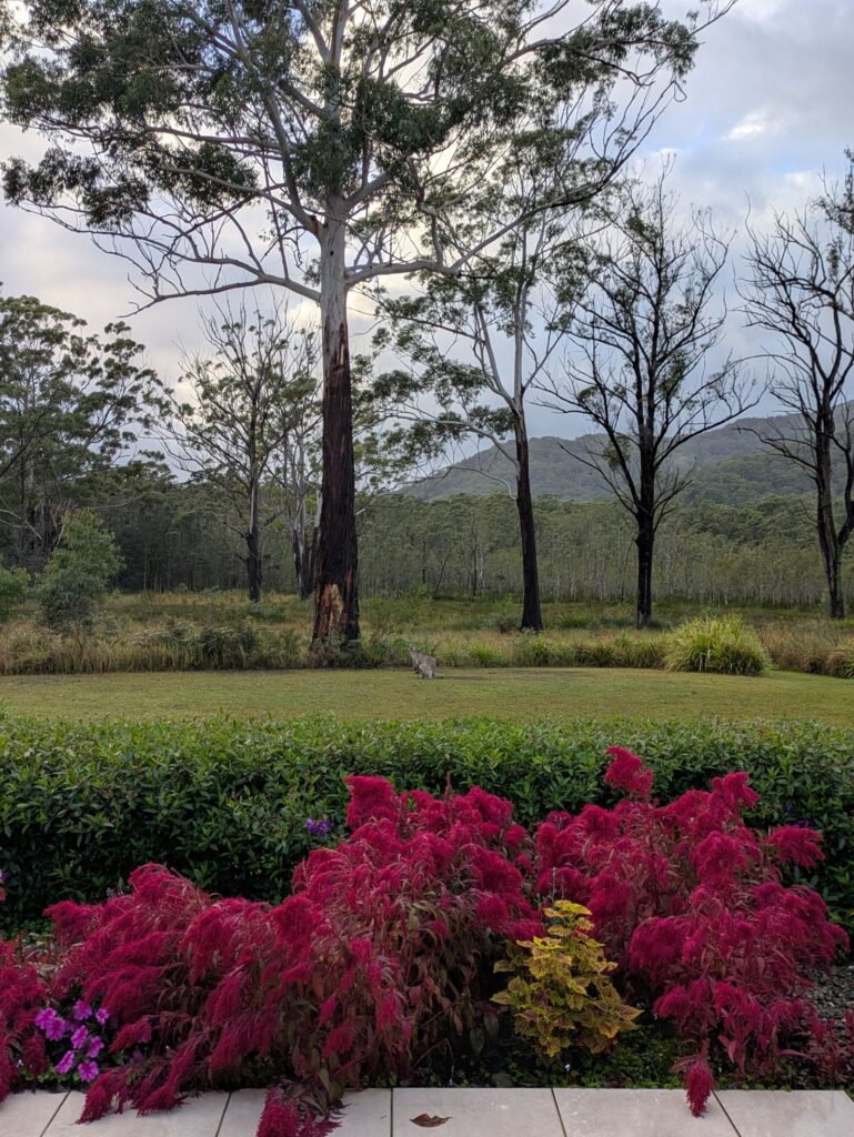 a kangaroo eating grass in a manicured garden